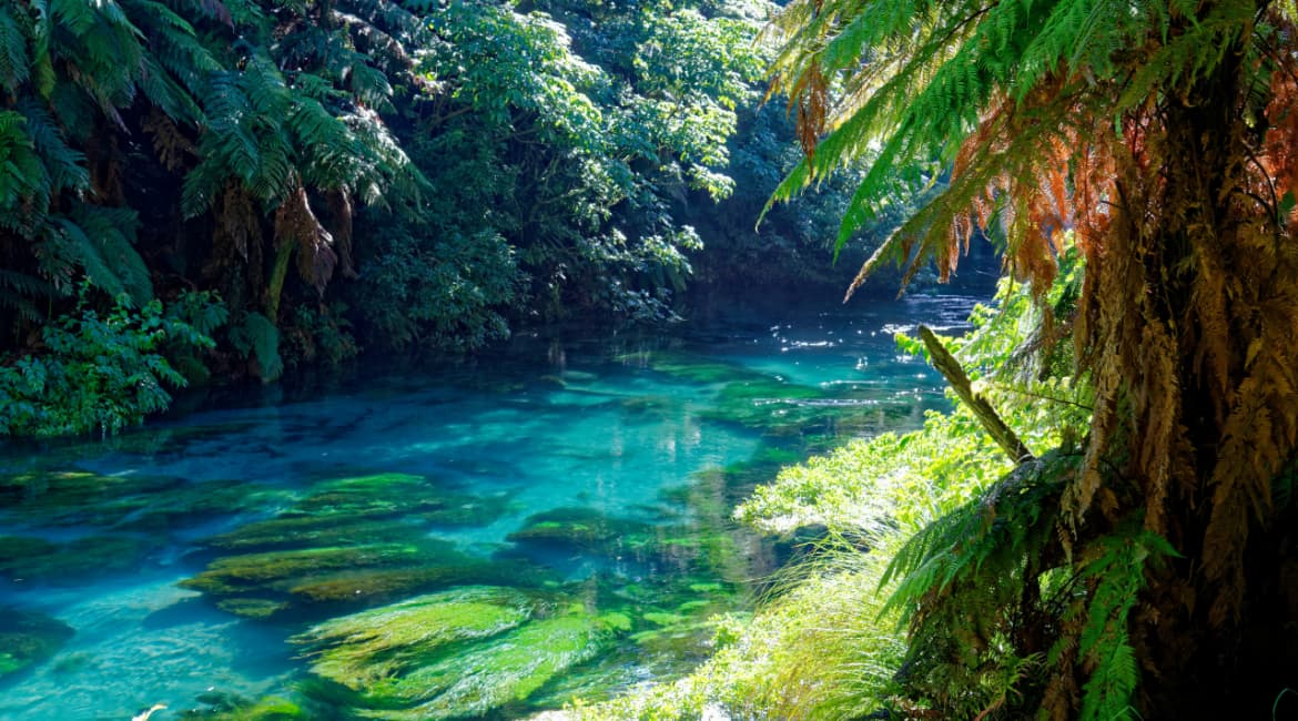 Blue Spring, Waikato, New Zealand